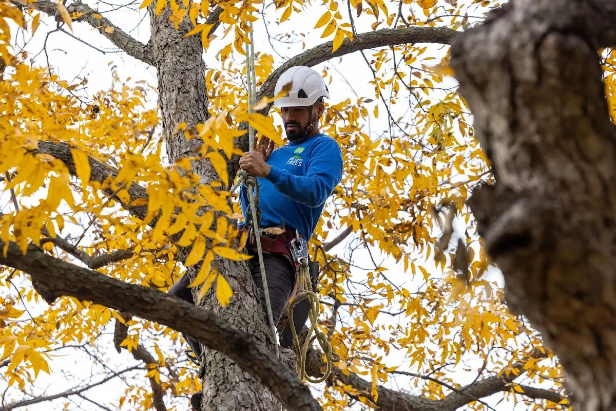 Skilled Tree Pruning crew working in Fruitland